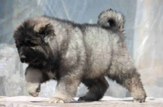 狗狗能不能吃菠萝？