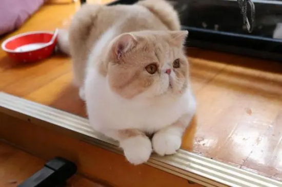 猫咪猫消化不良怎么办？