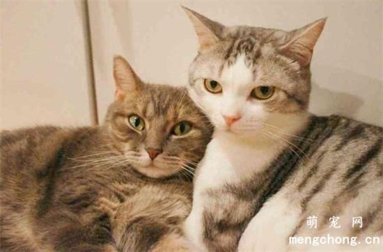 猫咪每年发几次情?一次持续多少天?