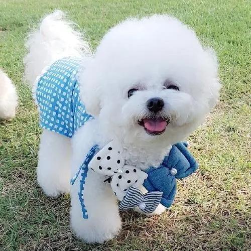 狗怀孕多久才会生宝宝？