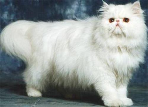 幼猫打喷嚏咳嗽的解决办法