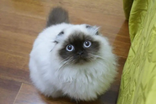 小猫吃了老鼠药怎么急救？