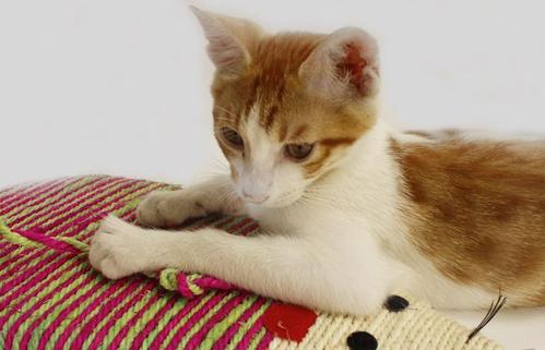 猫腹水怎么治疗 治疗猫腹水的方法