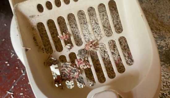 母猫小便有血怎么办？