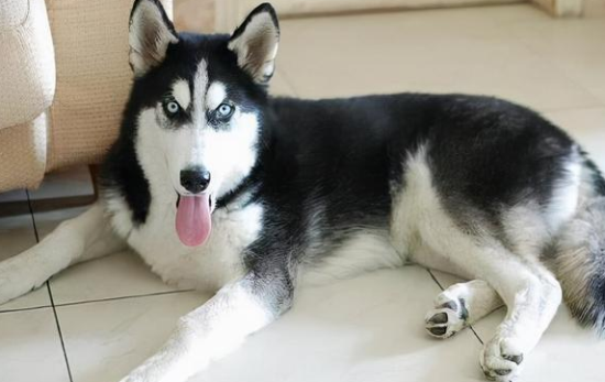 哈士奇为什么喜欢顶嘴？