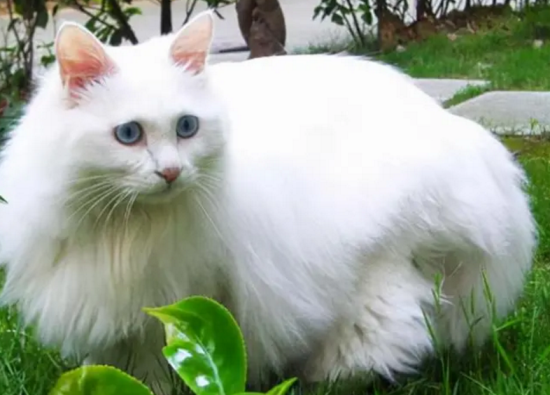 如何预防和治疗猫咪腹泻？