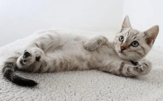 猫发情期打疫苗有影响吗 