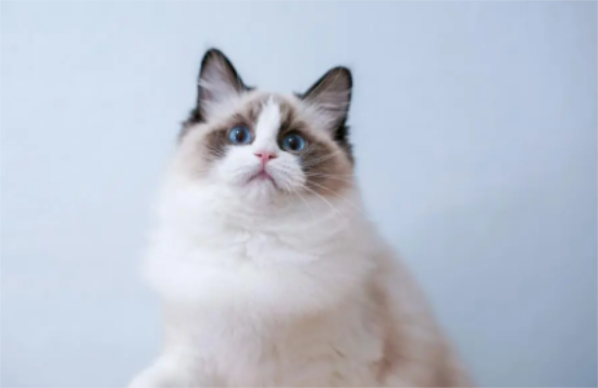 布偶猫产后如何护理？