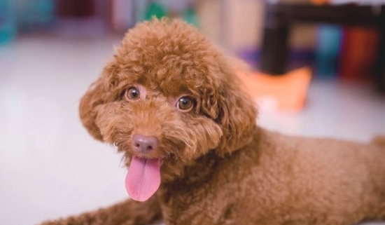 小泰迪拉肚子怎么办？怎么治？