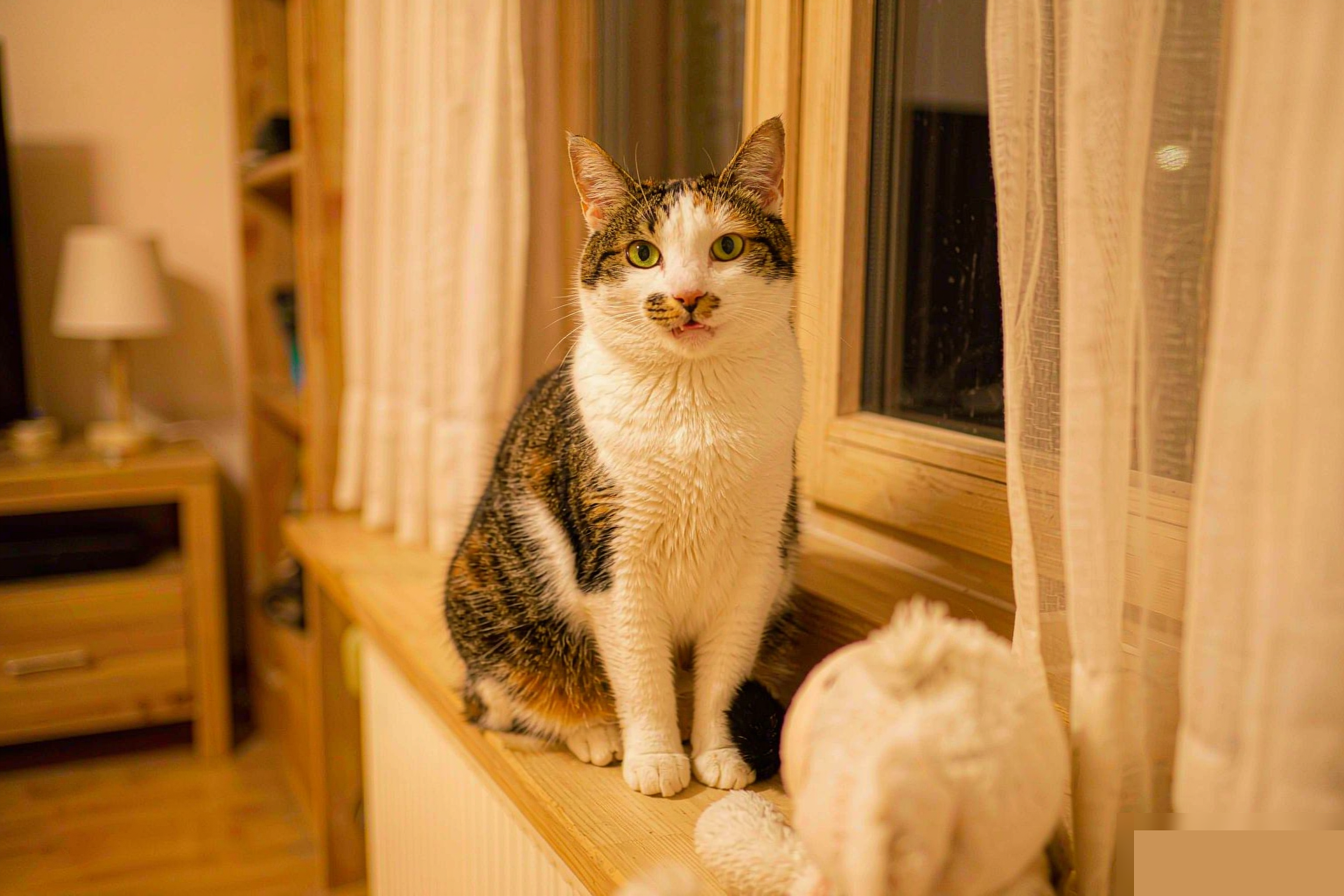 猫咪半夜叫怎么办？发情和习惯分清