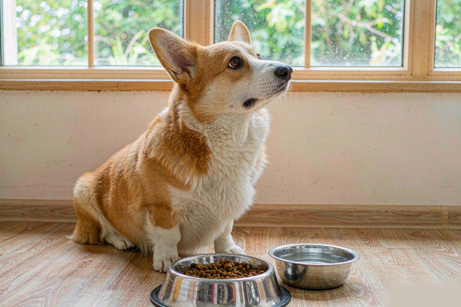 狗狗护食怎么纠正？2步解决