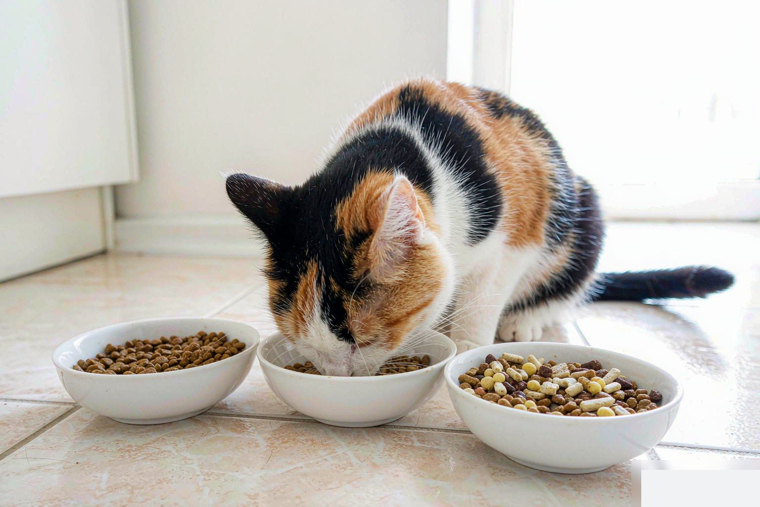 猫咪换粮怎么换？7日换粮法