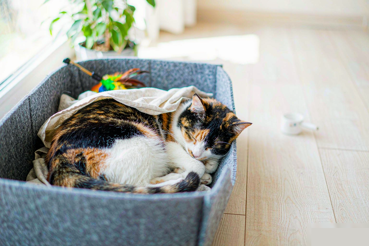 猫吃太胖怎么减肥？5 步科学减重，别一下把粮砍半