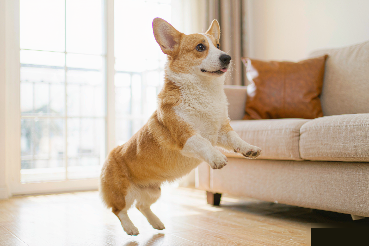 狗狗扑人怎么训练？分清 3 种动机，4 周改掉扑人习惯